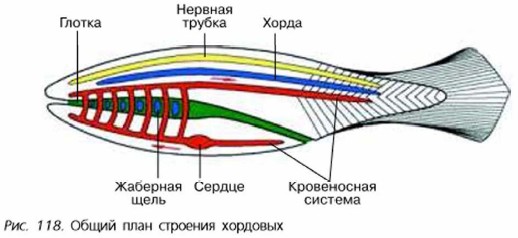 Тип Хордовые. Биология 7 класс. Пасечник