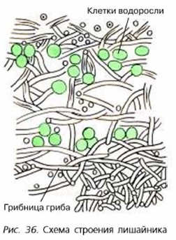 ����� �������� ���������