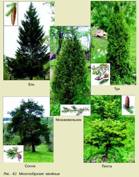 ������������ �������