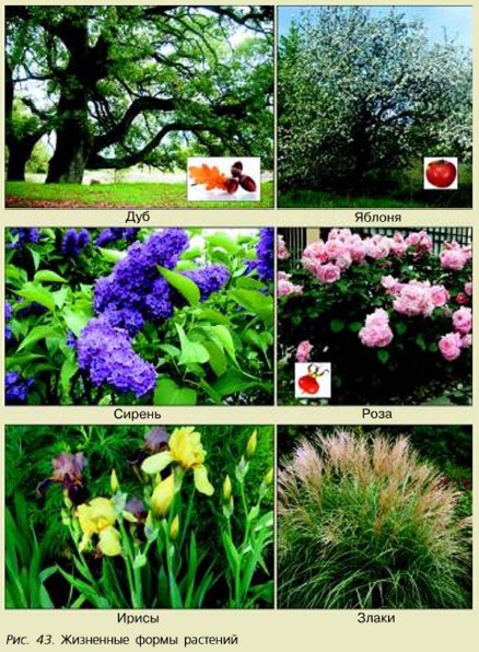 �������������� ��������