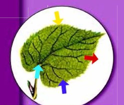 ����� �������