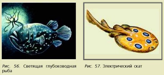 �������� ������������� ����