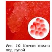 ������ ������ ��� �����