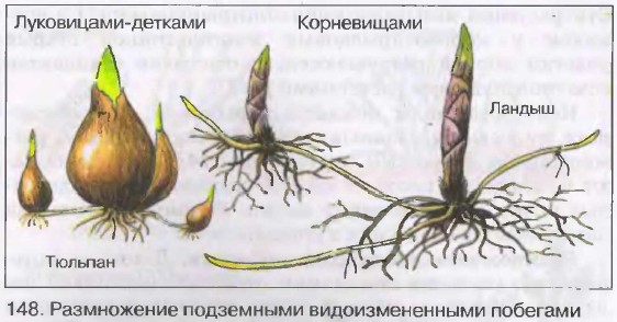 ����������� ���������� ��������������� ��������