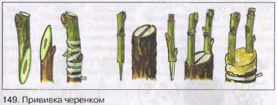 �������� ��������