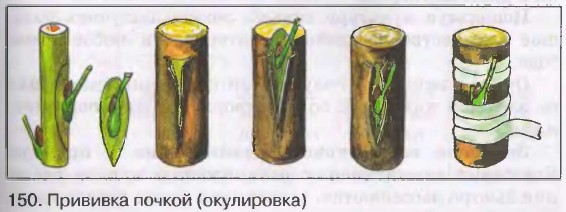 �������� ������ (����������)