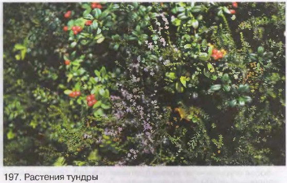 �������� ������