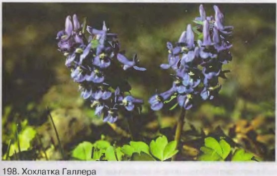 �������� �������