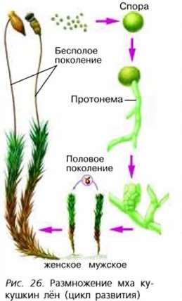 ����������� ��� �������� ��