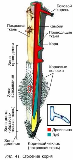 �������� �����