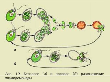 ����������� �������������