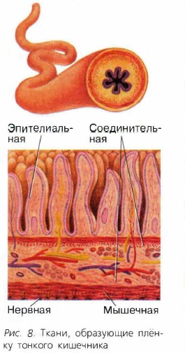Ткани образующие пищеварительную систему. Строение пищеварительной системы желудок. Строение пищеварительных органов. Схематически основные органы пищеварительной системы человека. Строение пищеварительной системы егэ биология.