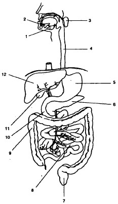 ��������������� ������� ��������.