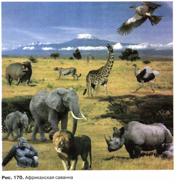 ����������� �������