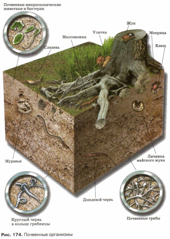 ��������� � ��������