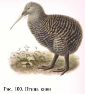 ����� ����