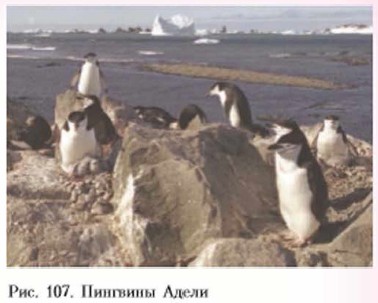 �������� �����