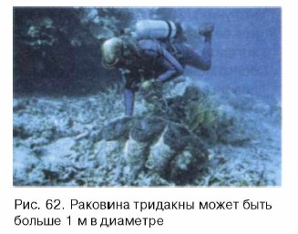 �������� ��������