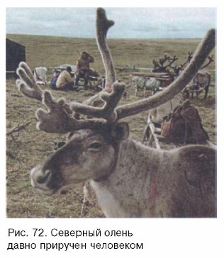 �������� �����