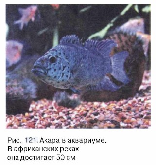 ����� � ���������