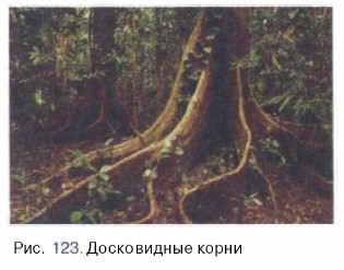 ����������� �����