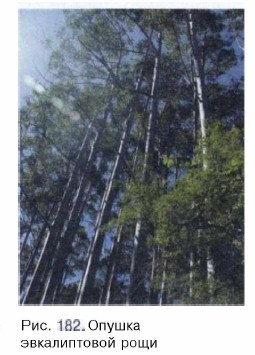 ������ ������������ ����