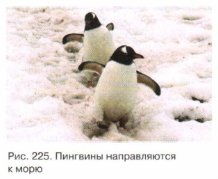 �������� ������������ � ����