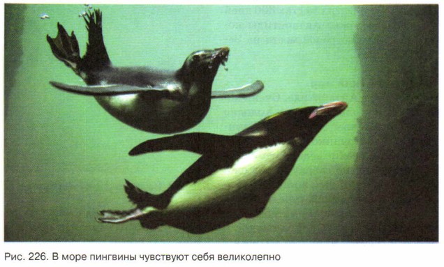 � ���� �������� ��������� ���� �����������