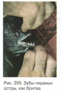 ���� ������� �����, ��� ������