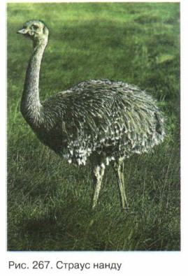 ������ �����