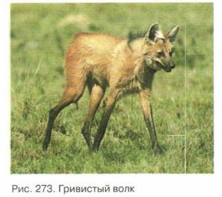 ��������� ����