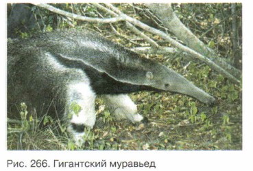 ���������� ��������