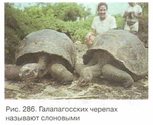 ������������� ������� �������� ���������