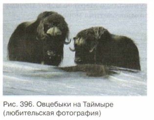 �������� �� �������