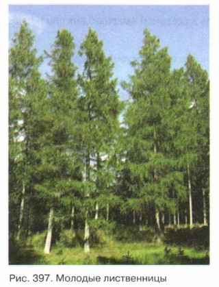 ������� �����������