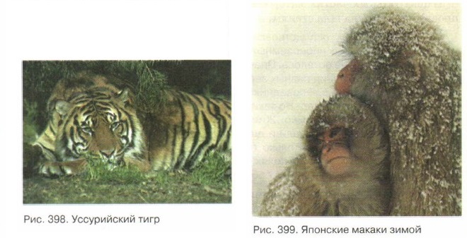 ����������� ����