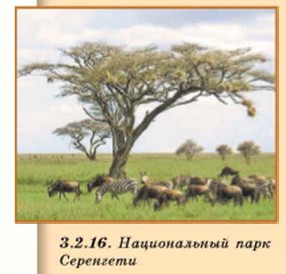 ������������ ���� ���������