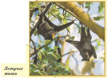 ������� ����