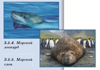 ������� ����