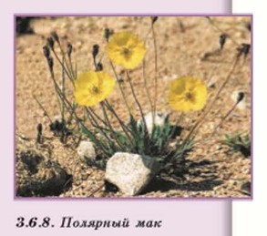 �������� ���