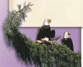 ����������� �����