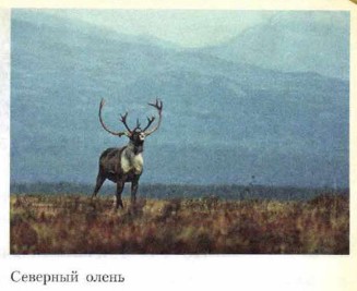 �������� �����