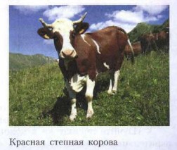 ������� ������� ������