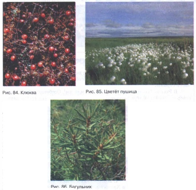 ������, ��������� � ������