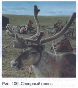 �������� �����