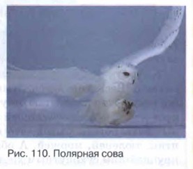 �������� ����