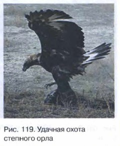 ������� ����� �������� ����