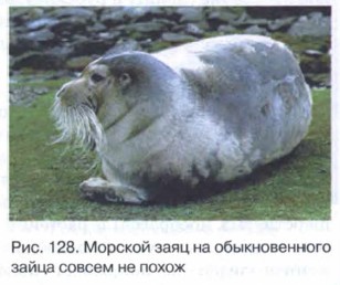 ������� ����