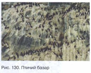 ������ �����