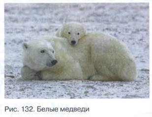 ����� �������